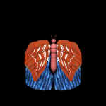 redNblue02.jpg (33700 bytes)